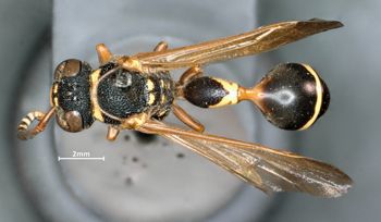 Media type: image;   Entomology 31087 Aspect: habitus dorsal view